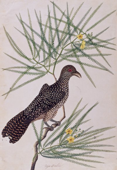 Taja Walie, da Disegni di uccelli di Malacca, c.1805-18 da Chinese School